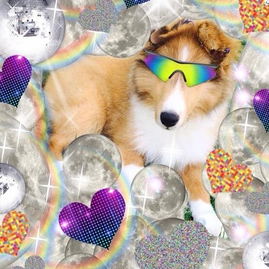 I'm Emu and I am the luckiest freaking dog in da worrld