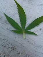 parrc87's profile picture. get right