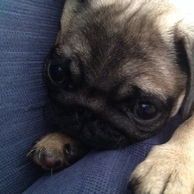 puglet5's profile picture. I am a Pug who has discovered life on the edge! Ive learned that cats can be chased, but chickens cant!!