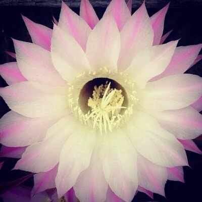 Jahbit's profile picture. Toyama。レコード収集。山、海、ART、本、映画