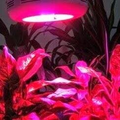 led specialist