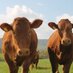 Cutsey Farm (@cutsey_farm) Twitter profile photo Cutsey Farm (@cutsey_farm) Twitter profile photo