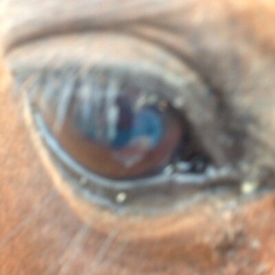 koepsellrc's profile picture. retired professor of English, Media, Film