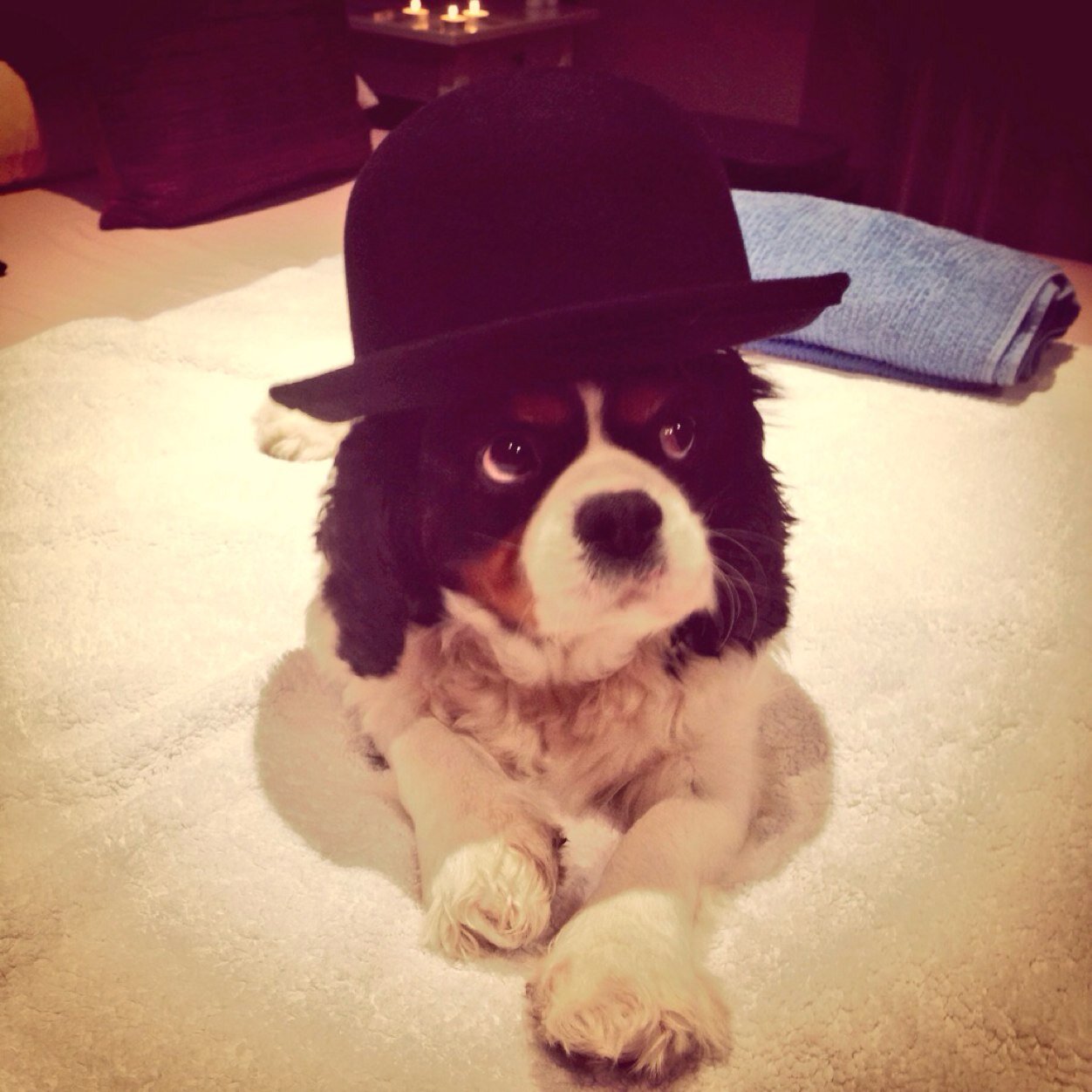 The official and only twitter page of me, Sir Ringo Pingle Pup. Updates courtesy of my human servants/pets.