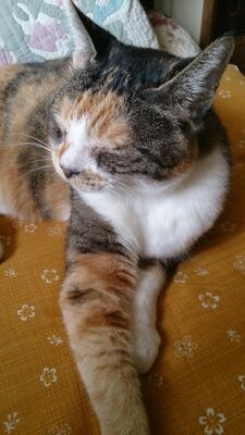 北海道の会社員（工場勤務） 水曜どうでしょう関係・mihimaruGT・板野友美（ともちん）・加藤玲奈(れなっち)・前田亜美(あーみん)、動物も好き