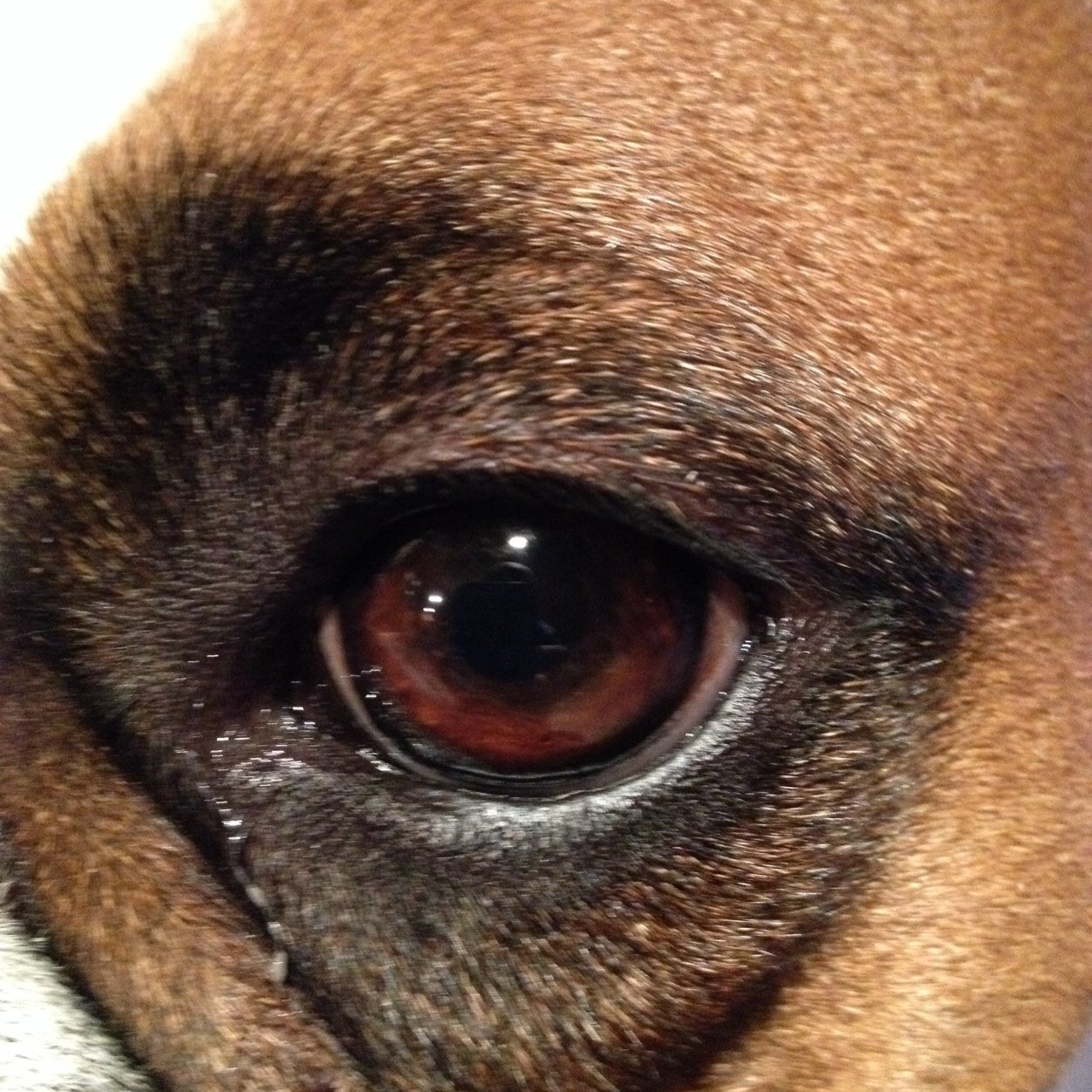 rtimjones's profile picture. Husband to Dar, Dad to Ty and Dave, TPop to Cat, Vivi and Bubs, bond servant of Christ