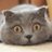 vk_koshki's profile image
