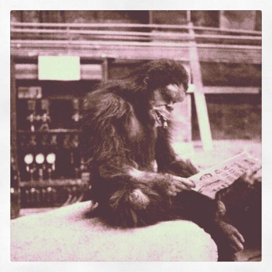 albylogan's profile picture. Monkey in a man suit.