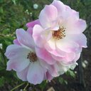 Lara Kirk-downey - @larakd1115 - Twitter