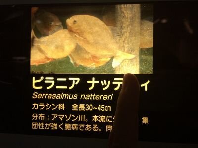 キティちゃん、ポチャッコ、ニャニィニュニェニョン、サンリオ、なんでもいきもの、mofusand、星野源、いきものがかり、旅行、ハリー・ポッター、ファンタスティック・ビーストが大好き♡ ※絵柄が好みだと推しでなくても集めます。また、推しでも複数所持していると交換に出すこともあります。 ※FF外ですとなぜか通知が来ません…