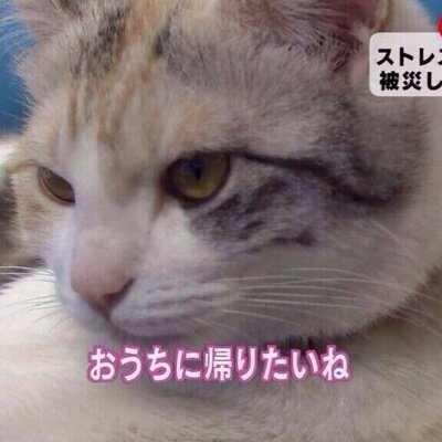 studyplus_jp's profile picture. 