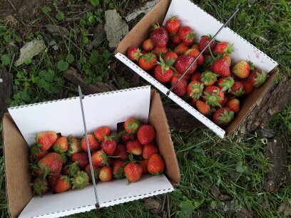 Saharjawad's profile picture. A faculty member at UQU.