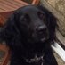 Dilly Spangold (@dillyspangold) Twitter profile photo