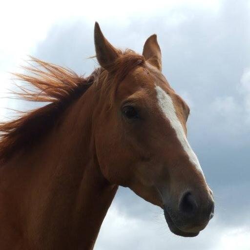 Uniq4pet's profile picture. HORSEMASTER, Farnam, Pegus, FLAIR nasal strips, Parisol.