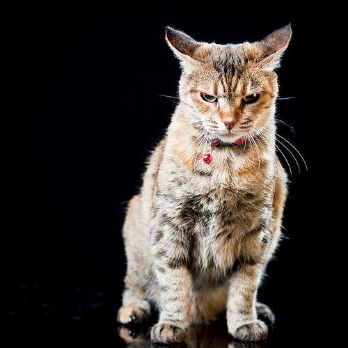 nukonuko4122's profile picture. ネトナン始めました。
関東在住。
目標100get