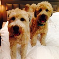 Victoria Robey (@victoriashrobey) 's Twitter Profile Photo Victoria Robey (@victoriashrobey) 's Twitter Profile Photo