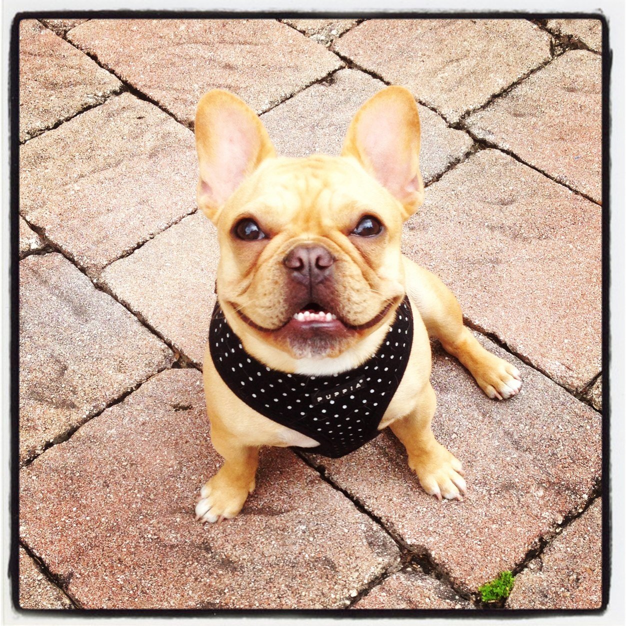 luluthefrenchi's profile picture. Instagram @lulu_the_frenchie