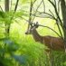 Deerfield Elementary School (@deerfieldlex1) Twitter profile photo