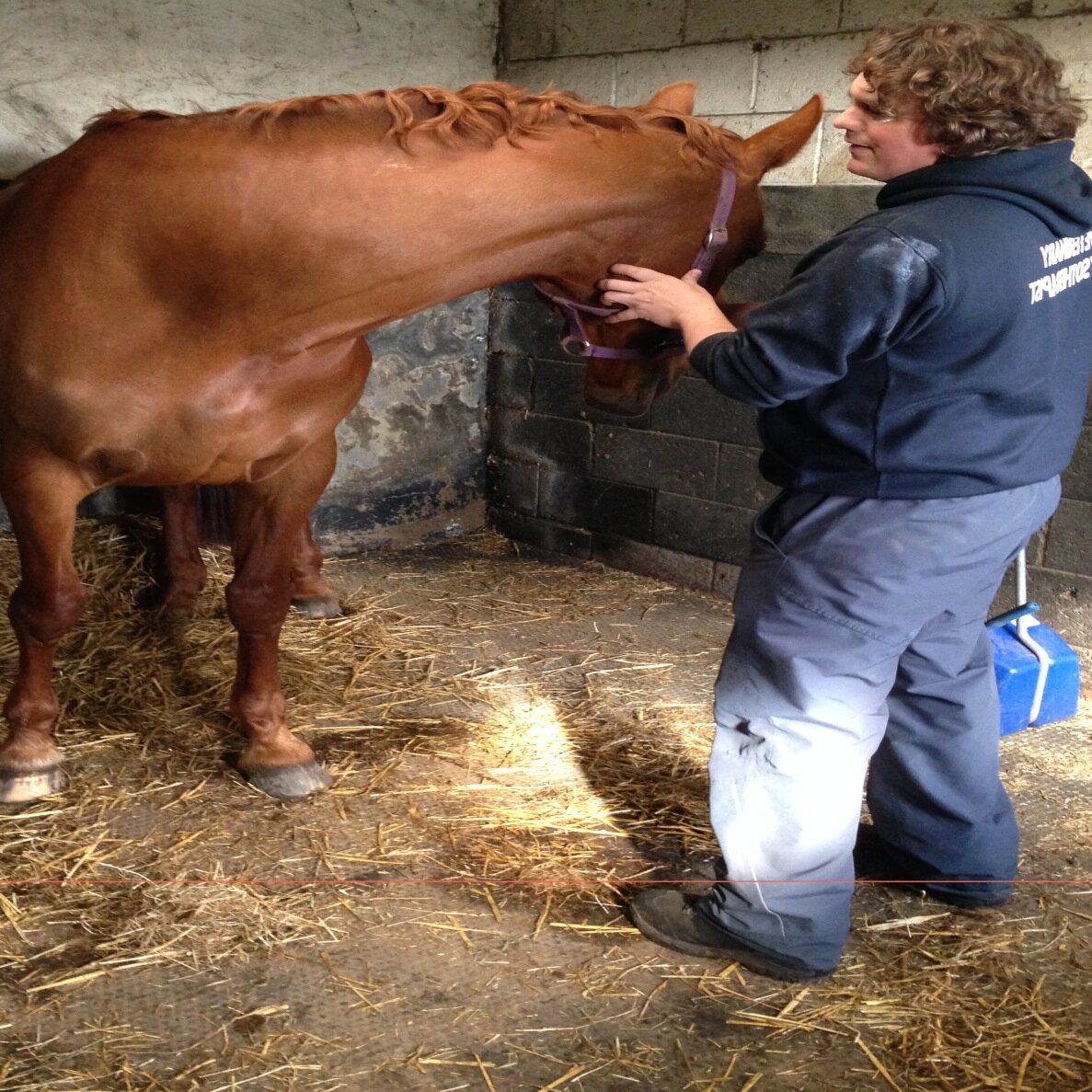A veterinary physiotherapist who works with Horses.