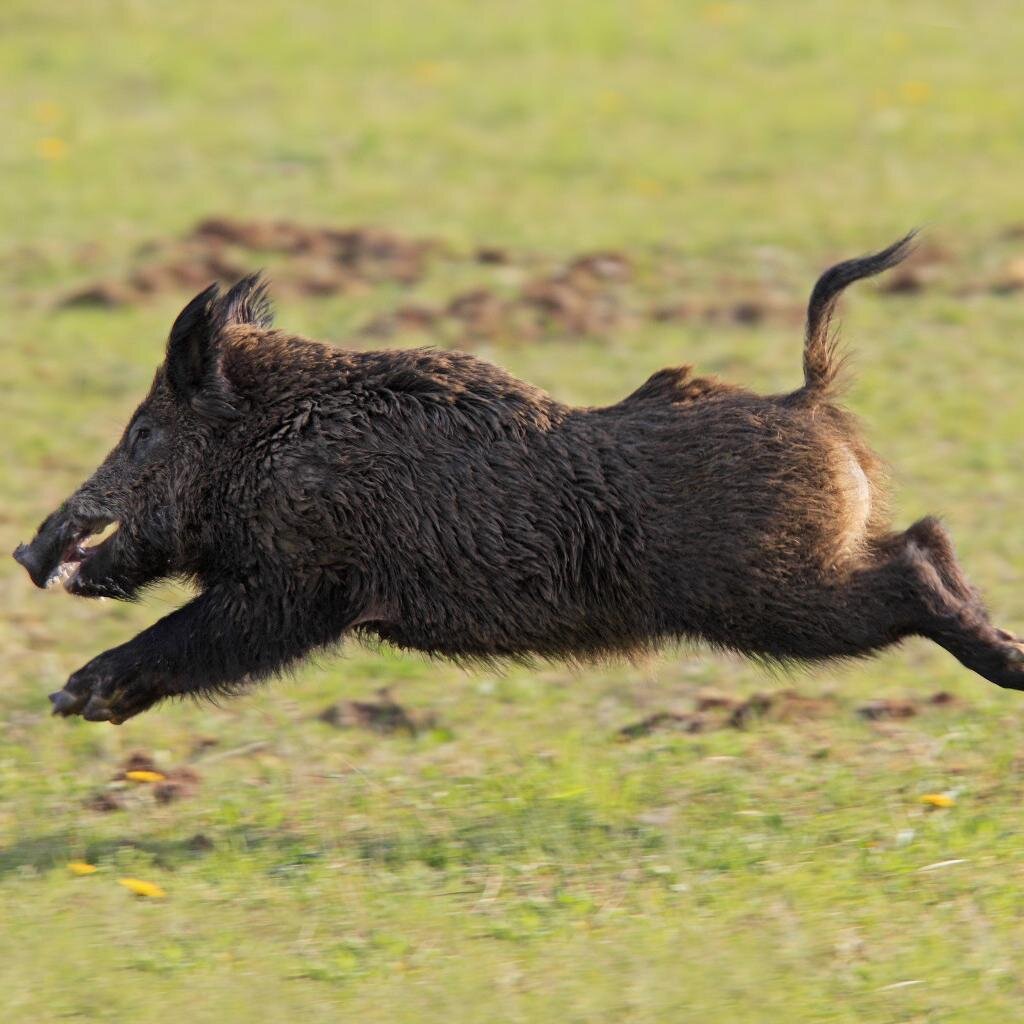 SanglierBrewery's profile picture. Micro-brasserie brassant des bières artisanales délicieuses.