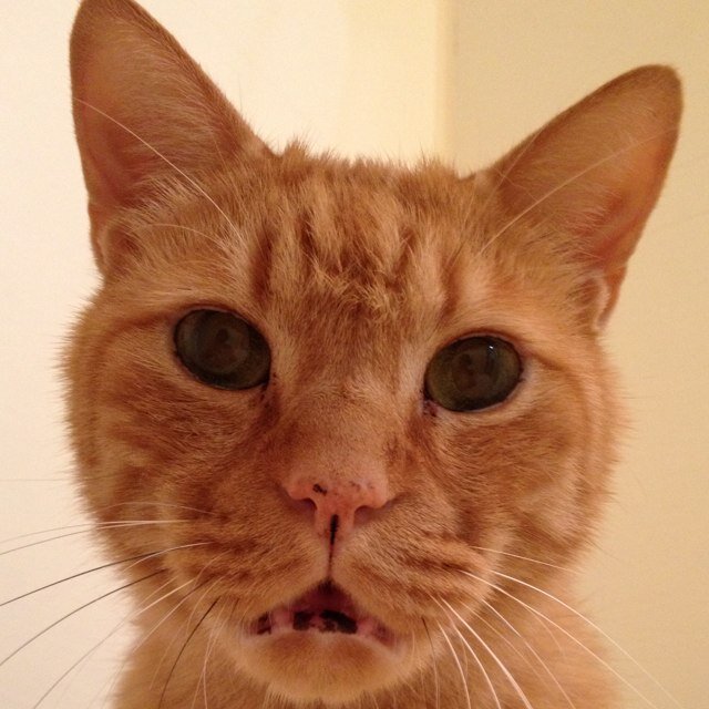 kazco_miztani's profile picture. 