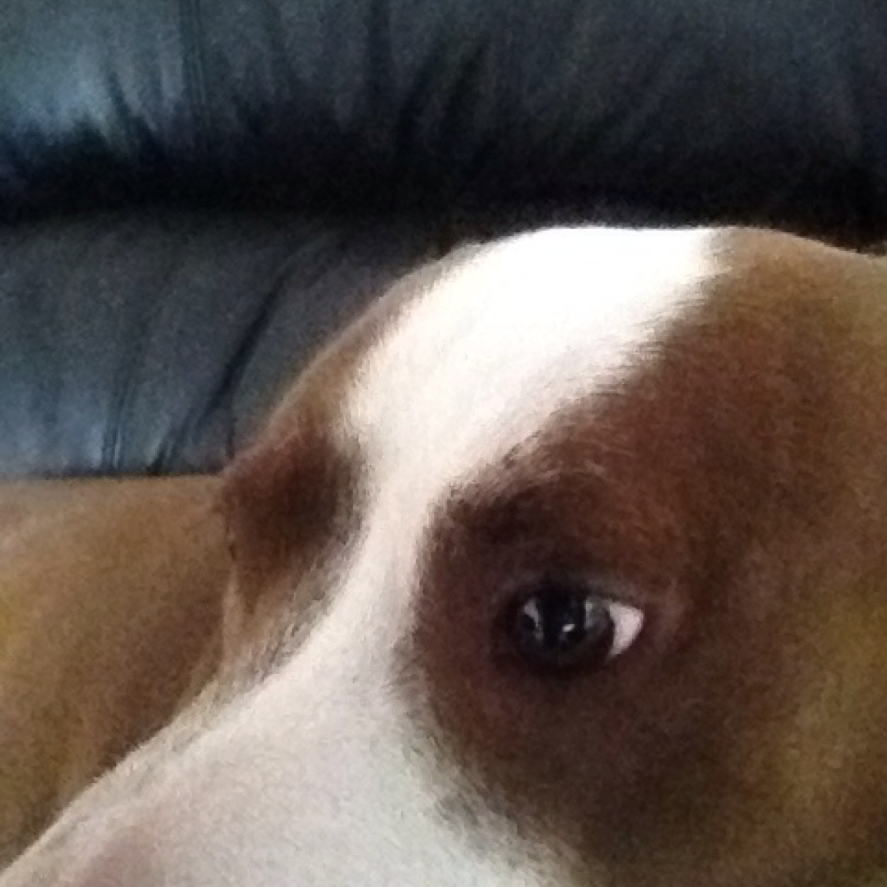 afcbno1's profile picture. 