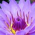 cryptoflower (@cryptoflower) Twitter profile photo