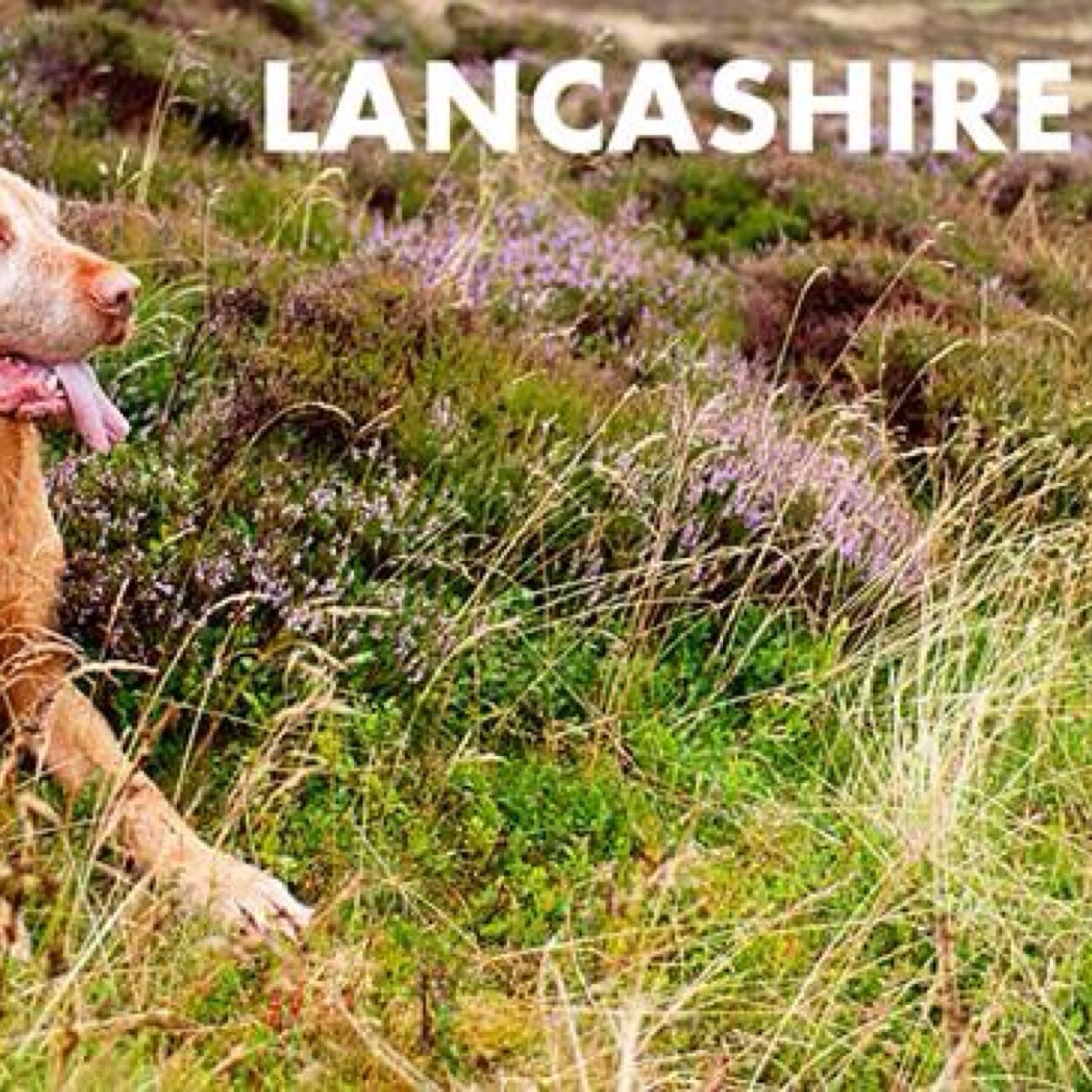 Lancashire field sports facebook group #LFS