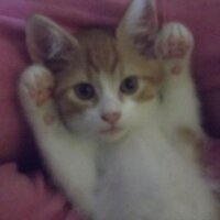 Bonkers & Purdey & Bobby (@sootybonkers) 's Twitter Profile