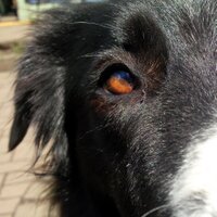 Campbell Murray (@zyx2k) 's Twitter Profile Photo