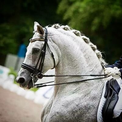 een actieve paardenacc met veel leuke tweets, foto's, wedstrijden etc.! wij houden erg veel van paarden en begrijpen de passie! Onze volgers geven ons een 9,8!