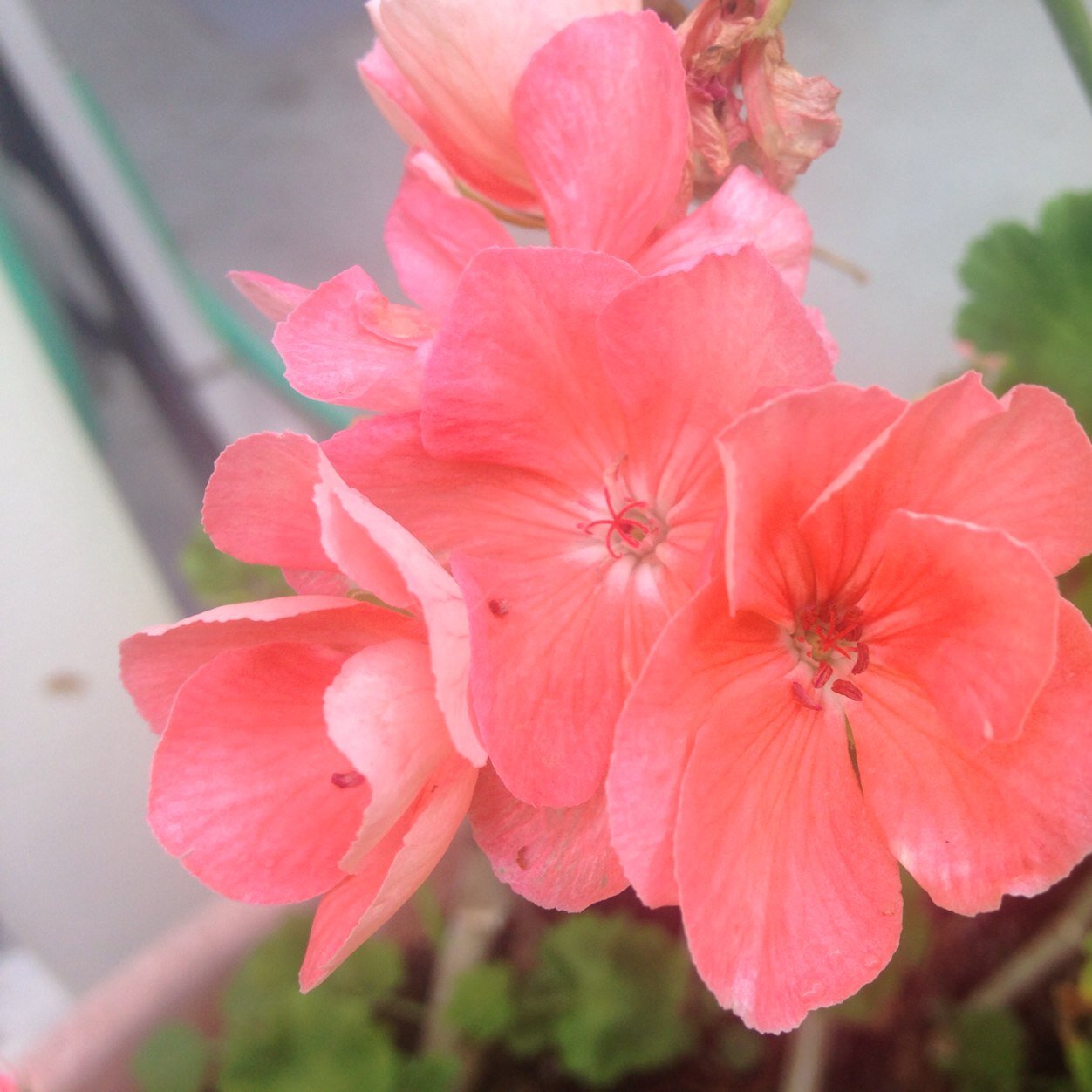 99worldproblems's profile picture. 