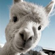 goodobshirley's profile picture. goodobservationshirley