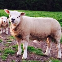 Iolo Prys Jones (@ioloprys) 's Twitter Profile