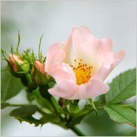 agaromo's profile picture. 