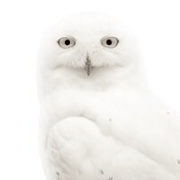 Redu (@redutrash) Twitter profile photo