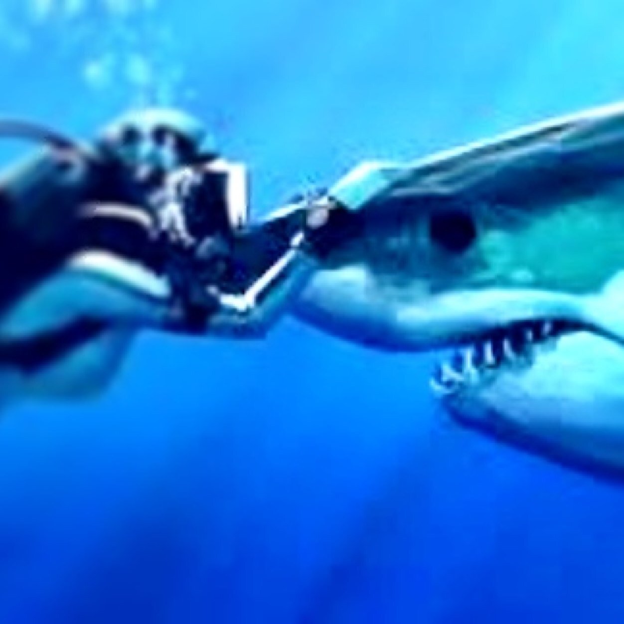 Girl. Adrenlin junkie. Shark biologist. Dentist. Dreamer. Muso.
