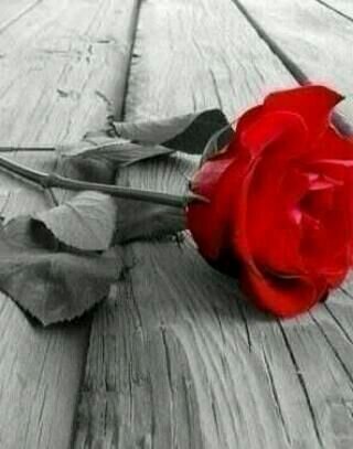 . ‏لن آندم عَلى
أيّ إحسآس صَآدقٌ بذلٺھٌ
ف آلطيَۆرُ لآ ٺأخَذ مُقَآبل ل ٺغَّريِده.♡♥ اذا اردت ان تتعلم ﻻ بد ان تتألم ☆★