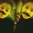 lucicaro20022's profile image