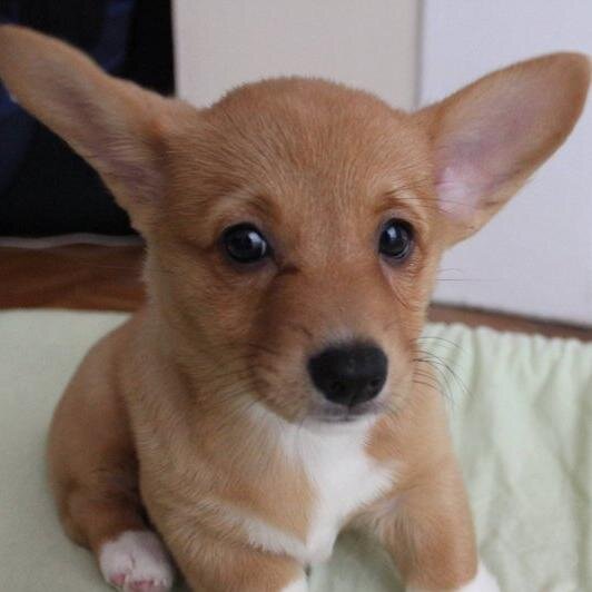 I'm Durin, The Majestic Puppy of Erebor! Prince Kili (@PrinceOfDurin) and Prince Fili's (@RoyalHeirFili) Puppy.