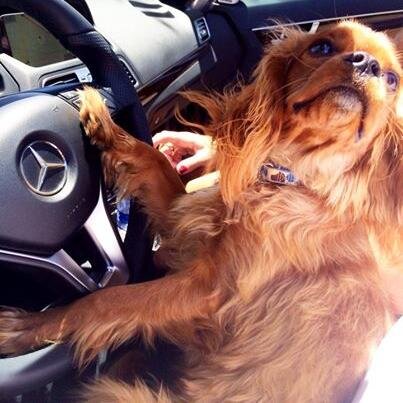 Some call me a Cavalier King Charles, others call me royalty. Fur child of @daniellegersh ☀️