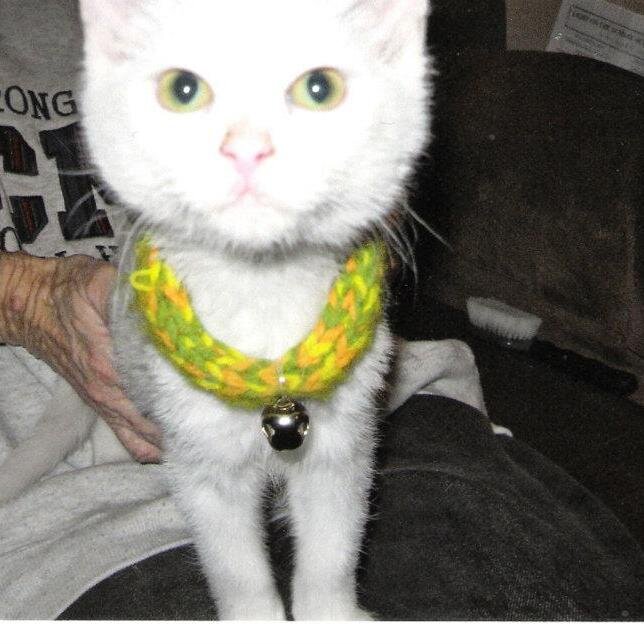 cat lover. former cat foster mama. retired hospital volunteer.