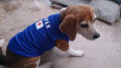 ビーグル犬奈々と暮らしていました 2021年元旦の朝眠るように16歳5ヶ月で旅立っていきました  ドライブ、旅行 、美味しい物食べるのが好き！身体はボロボロですが動くの大好き、今スキューバダイビングで海の中楽しんでいる還暦越えのおばあちゃんダイバーです。夢は孫と潜る事！可愛いお茶目なおばあちゃんが目標❣️