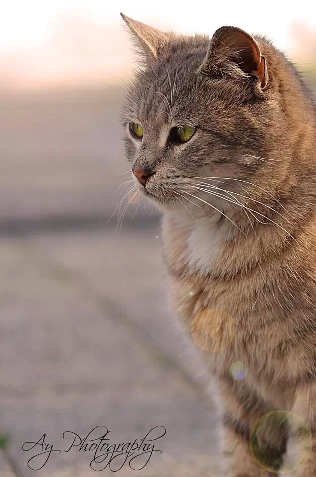 mervamac's profile picture. 