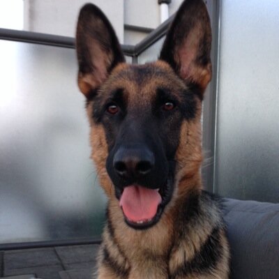 I like bacon and long walks on the beach. Live, love, woof.