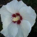 Sandra Cattaneo - @Sandrageneseo - Twitter