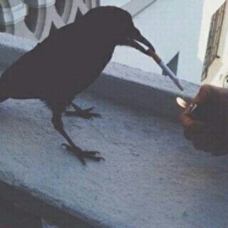 وطني الهلال وهل أحب سواه$'