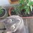 FosterCatTBird's profile image