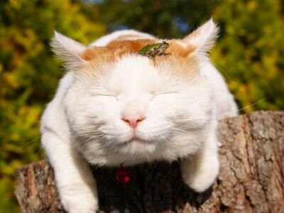 snowbox6's profile picture. ヘタリアとかアニメとかフリーゲームとかラブライブとか実況主とか小説書いてたりとか節操ないｱﾎ(o'ｪ`)ゞﾃﾞｼｯ