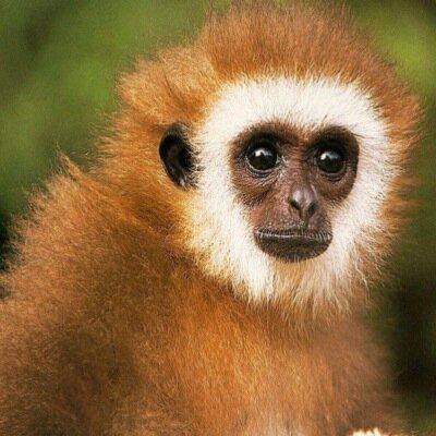Funny stuff follow me for follow back / Rumble in the jungle
